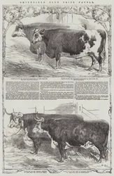 Smithfield Club Preisrinder